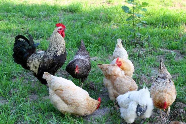 优农康_鸡饲料添加剂价格是多少 优农康鸡用微生态饲料添加剂经济实惠
